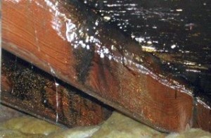 wet crawl spaces lead to problems for the homeowners