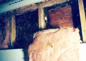 Don't let mold grow in your building cavities after a flood.
